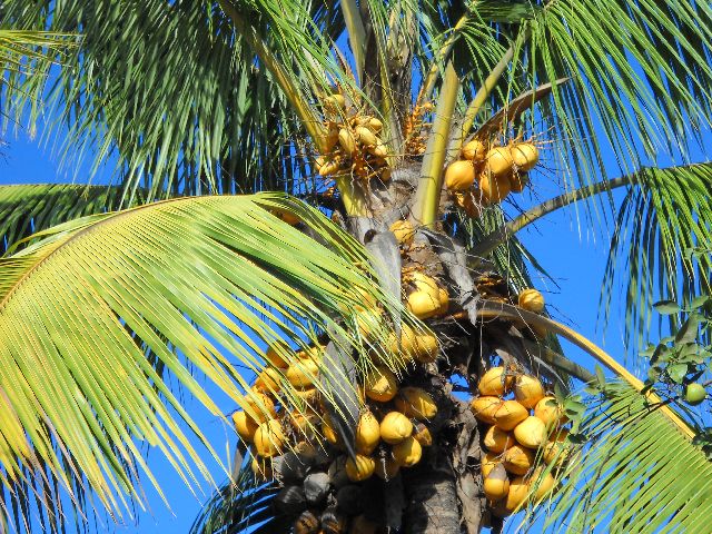 tree